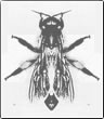 apis dorsata